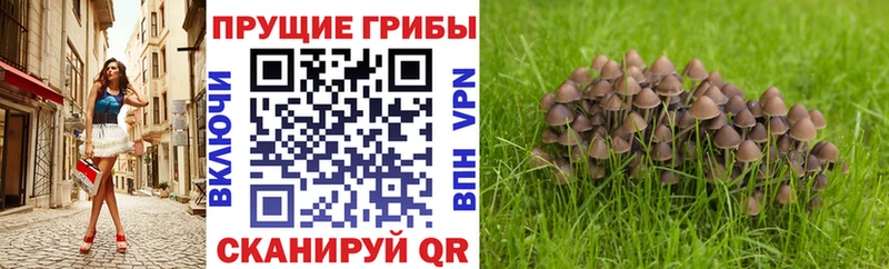 Псилоцибиновые грибы Cubensis  Шенкурск 
